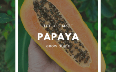 How to Grow Papaya – The Ultimate Garden-to-Plate Guide