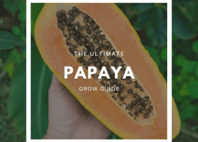 How to Grow Papaya – The Ultimate Garden-to-Plate Guide