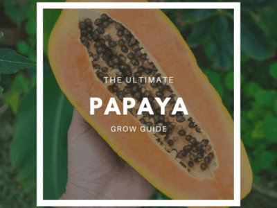 How to Grow Papaya – The Ultimate Garden-to-Plate Guide