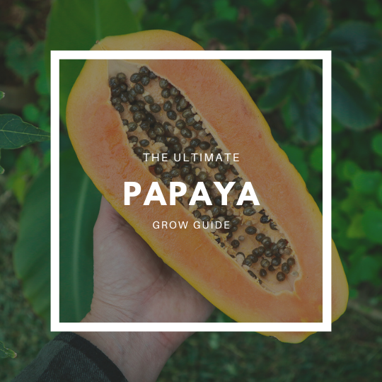 How to Grow Papaya – The Ultimate Garden-to-Plate Guide