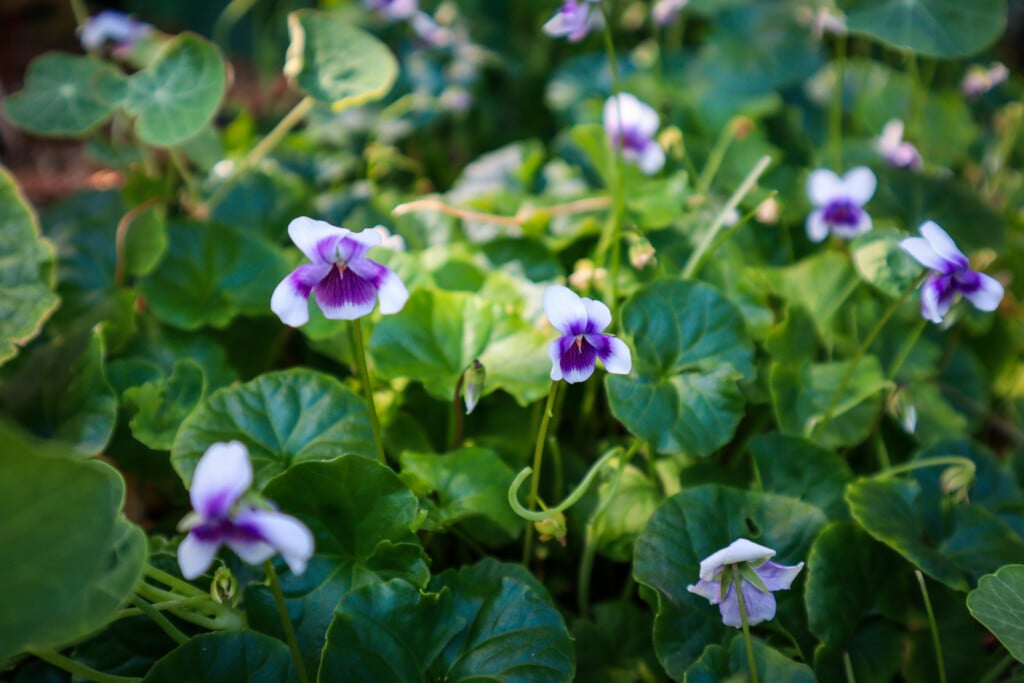 sweet violet