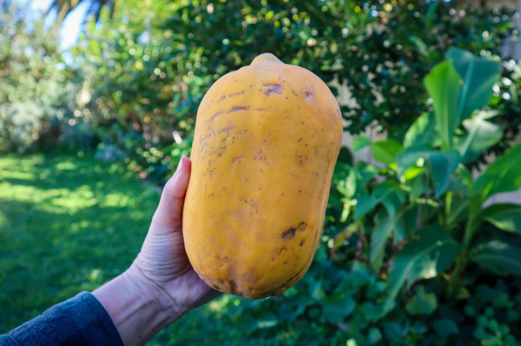 female papaya