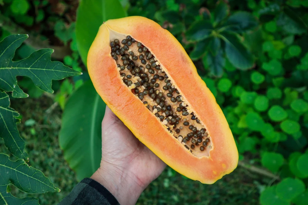 growing papaya