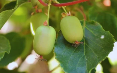 17 Fruits That Grow on Vines (Perfect for Vertical Gardening)
