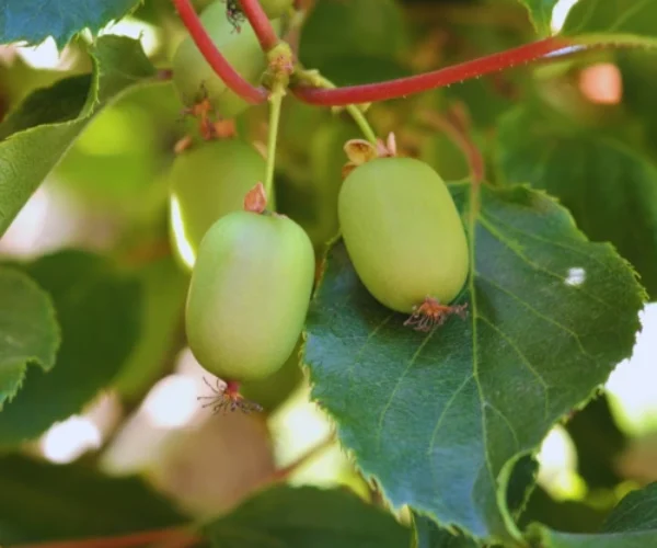 15 Fruits That Grow on Vines (Perfect for Vertical Gardening)