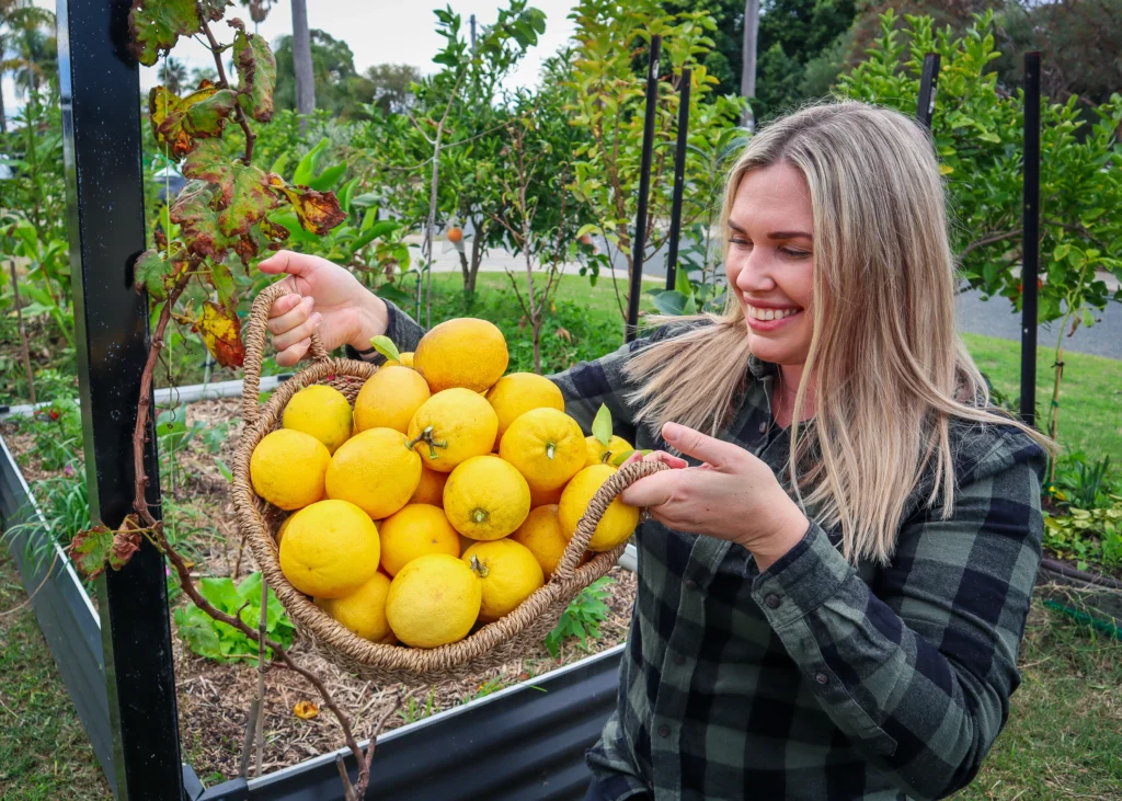 lemonade harvest