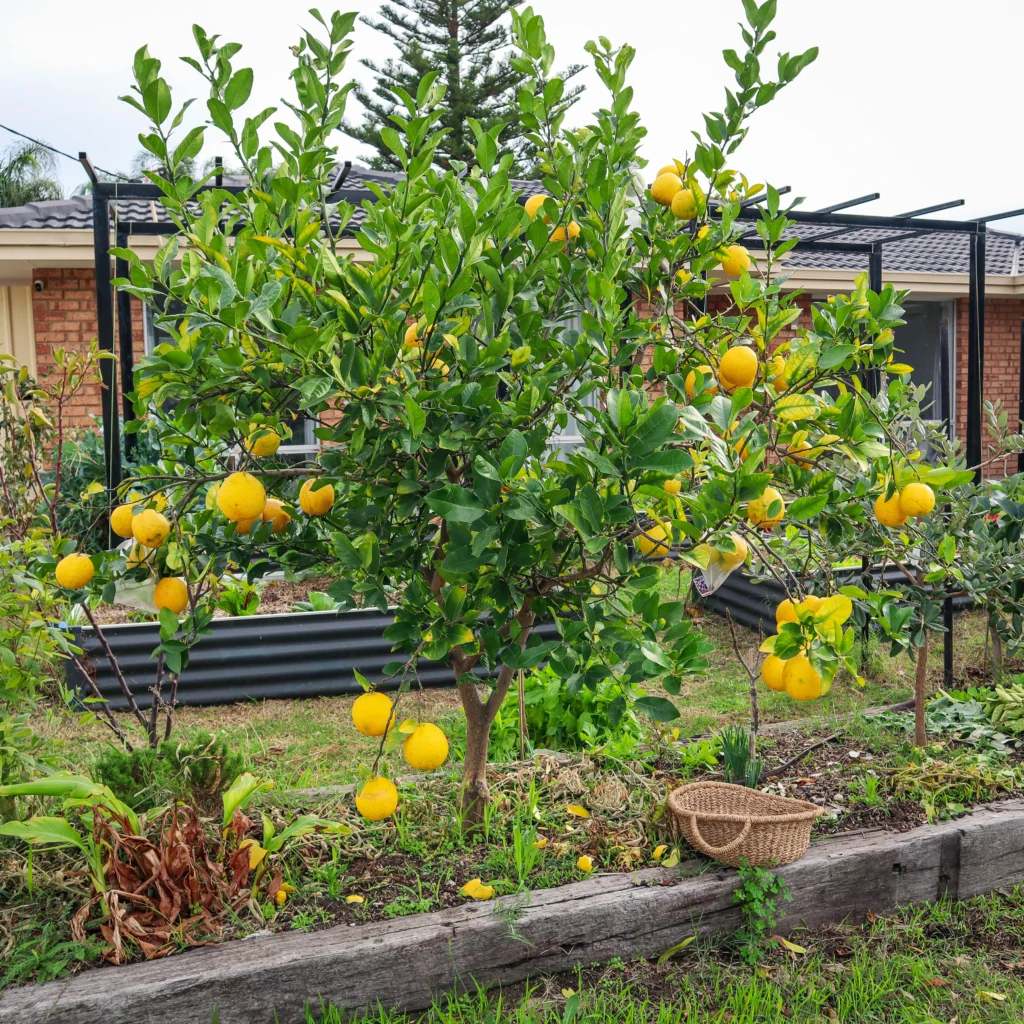 lemonade tree fruiting