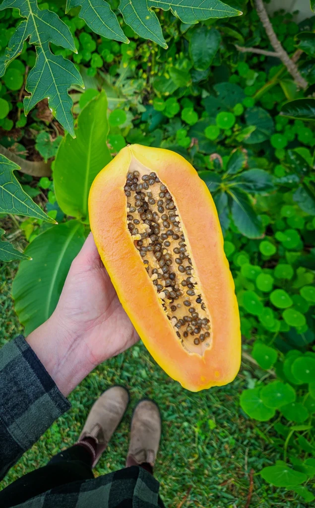 papaya