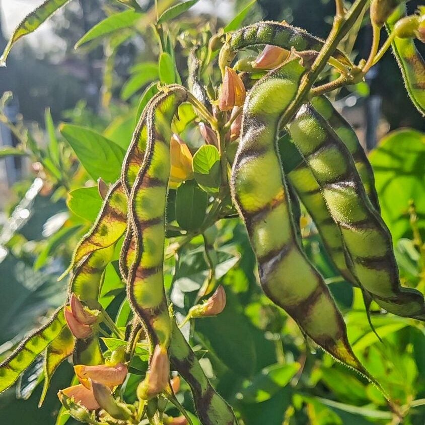 pigeon pea green pods