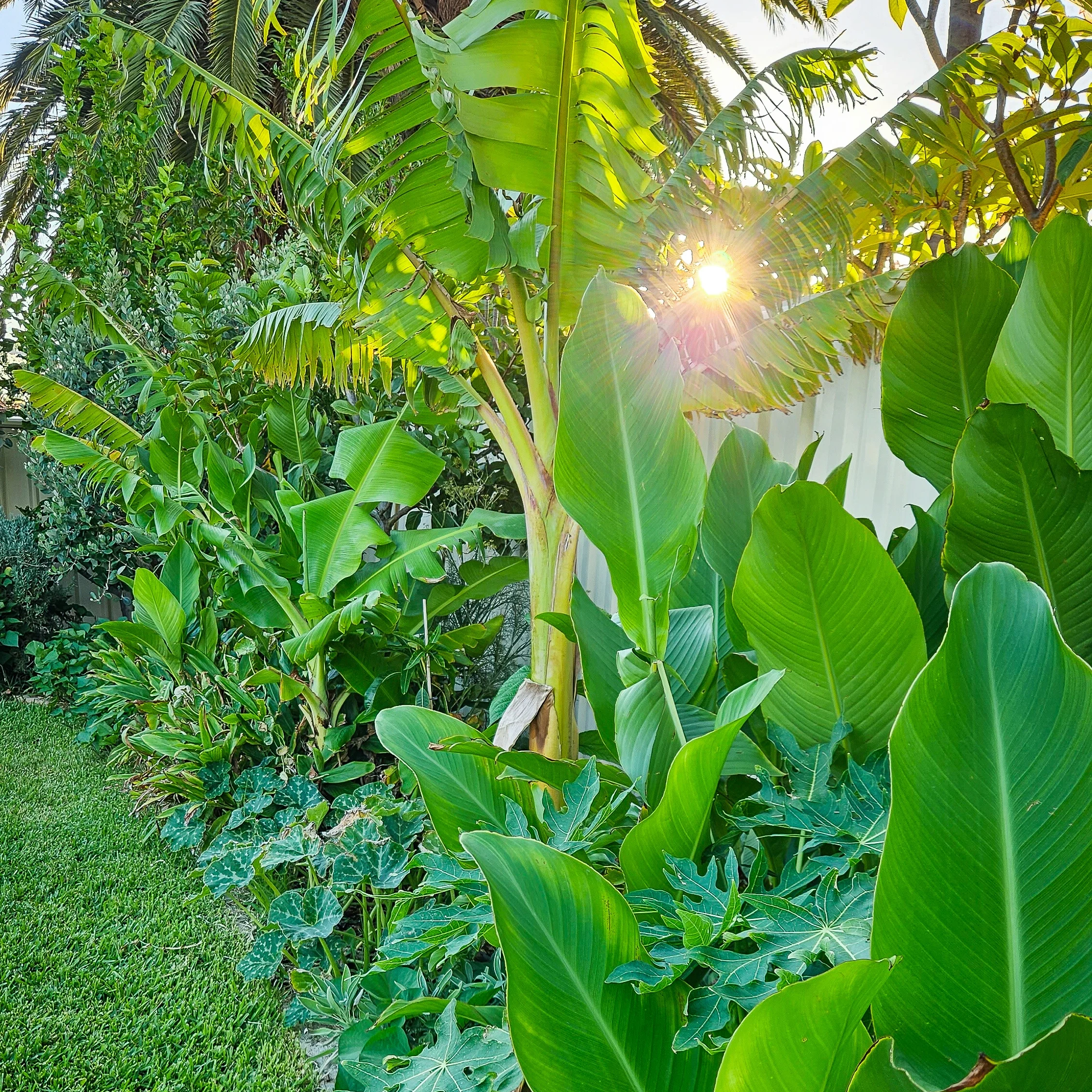 urban food forest