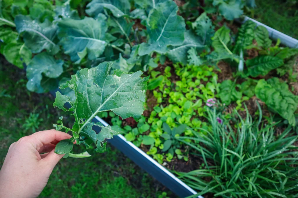 how to control bugs in your veggie garden