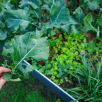 winter garden bugs