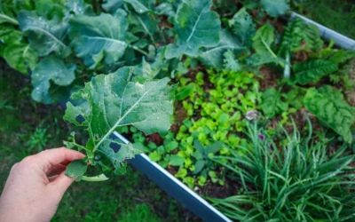 How to Control Bugs in Your Veggie Garden – 6 Easy & Natural Solutions