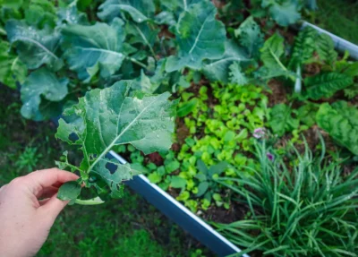 How to Control Bugs in Your Veggie Garden – Easy & Natural Solutions