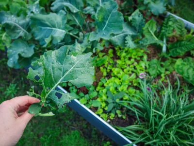 How to Control Bugs in Your Veggie Garden – Easy & Natural Solutions