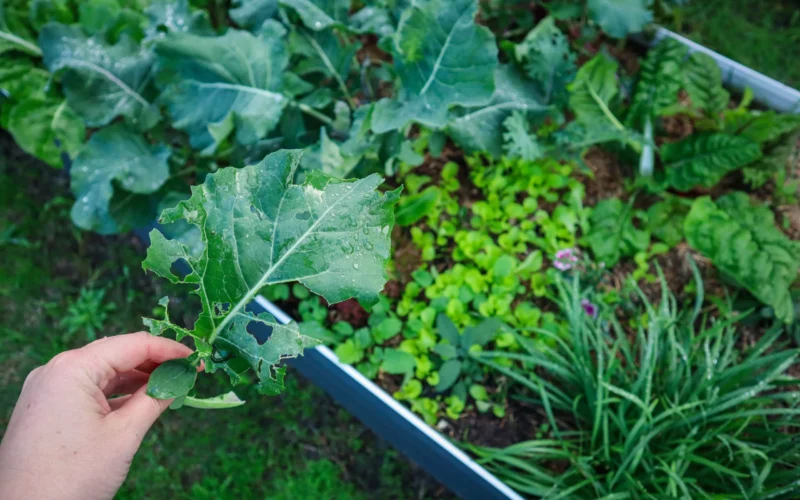 How to Control Bugs in Your Veggie Garden – Easy & Natural Solutions