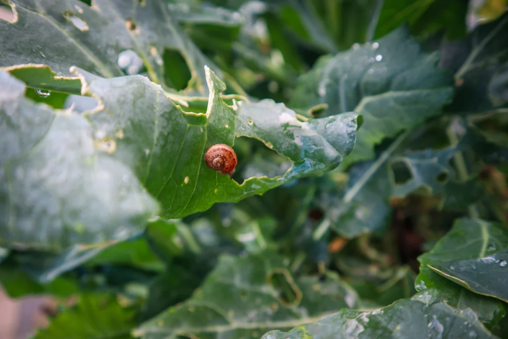how to control bugs in your veggie garde