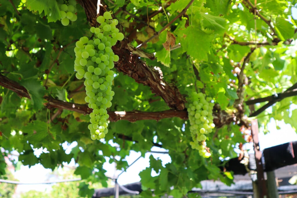 grape vine