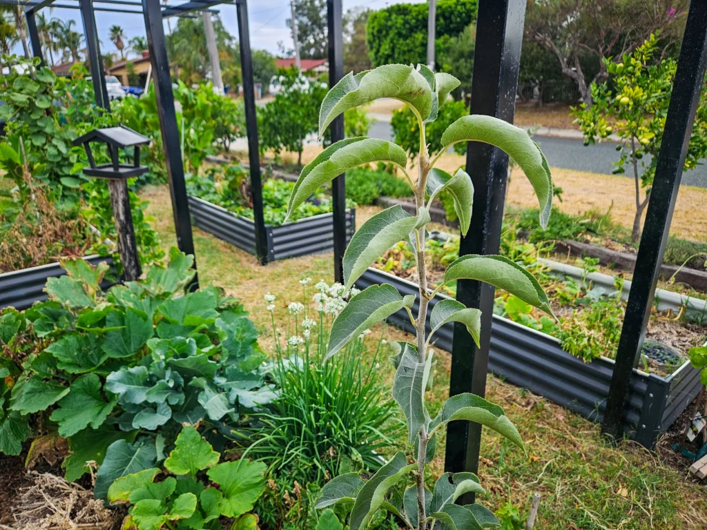 urban garden fruit trees