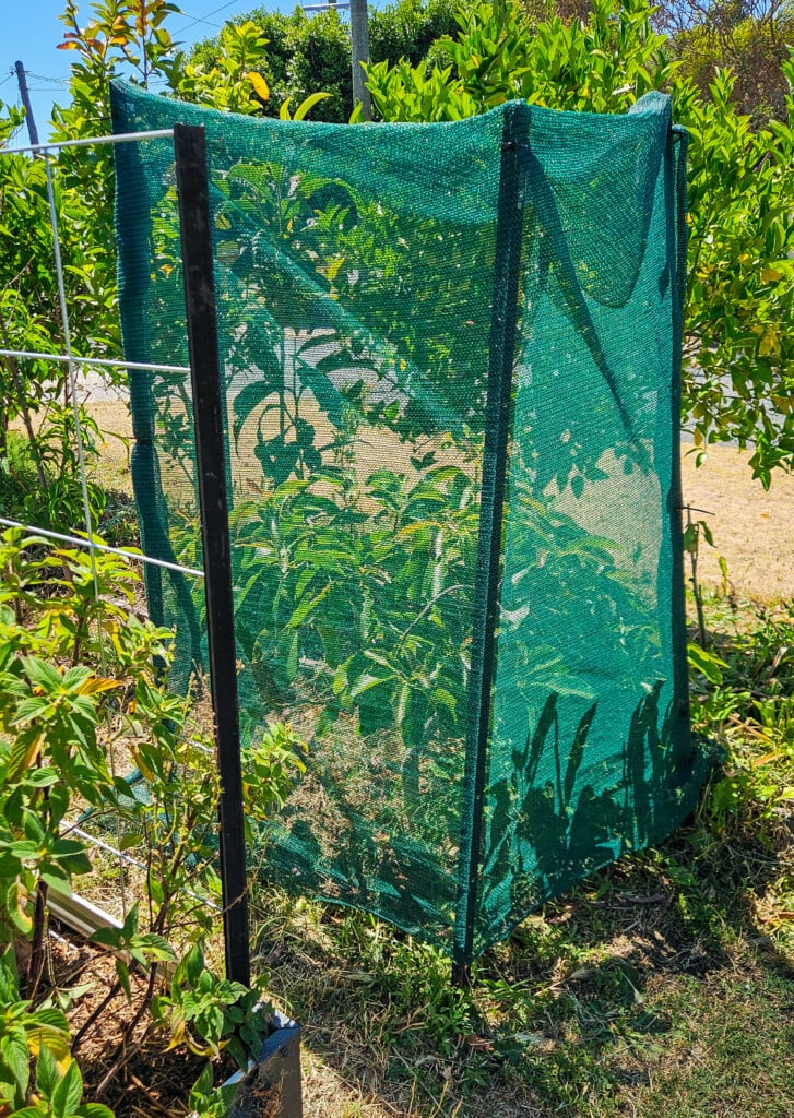 temporary windbreaks for heat stress
