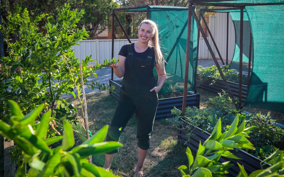 How to Create Windbreaks to Reduce Heat Stress and Protect Your Garden This Summer