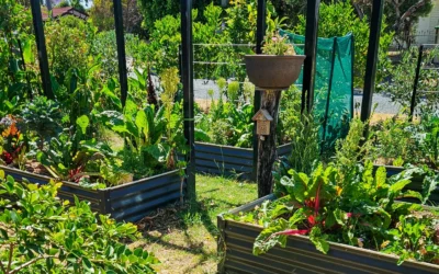 How to Protect Your Garden from Heat in a Hot Climate (And Keep It Thriving All Year)