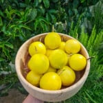 fast-growing fruit tree