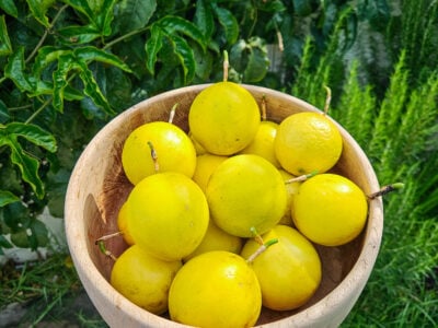 20 Fast-Growing Fruit Trees and Plants for a Productive Edible Garden