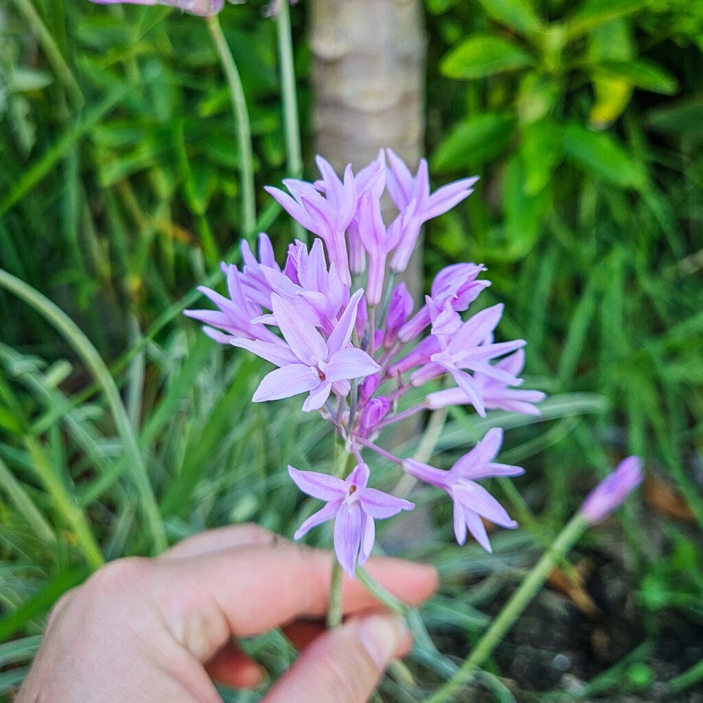 society garlic edible flowers
