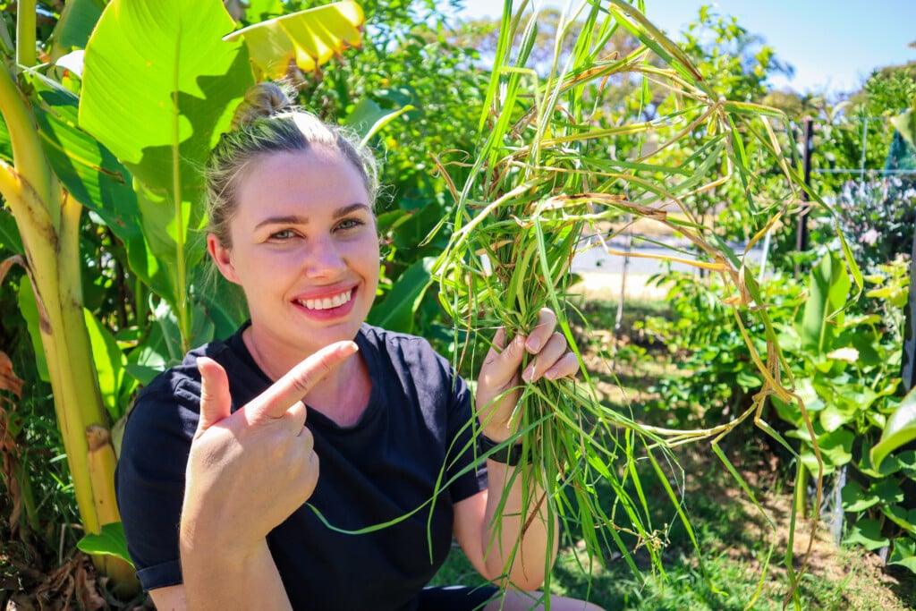 how to stop grass in garden beds