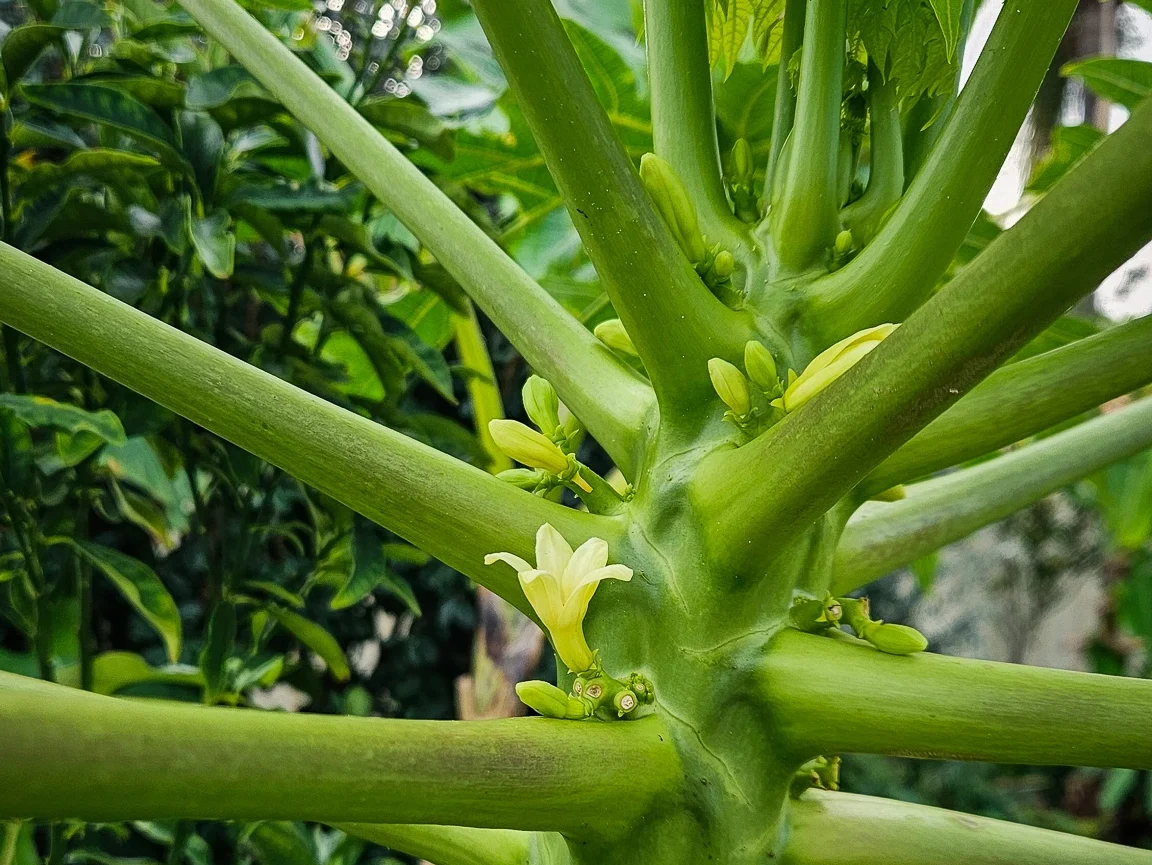 fast-growing fruit trees