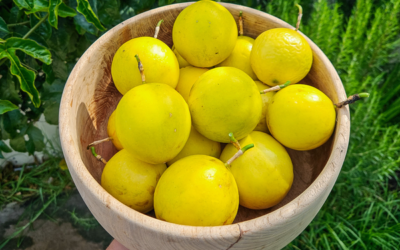 20 Fast-Growing Fruit Trees and Plants for a Productive Edible Garden