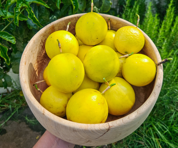 How to Grow Passionfruit – The Ultimate Garden-to-Plate Guide
