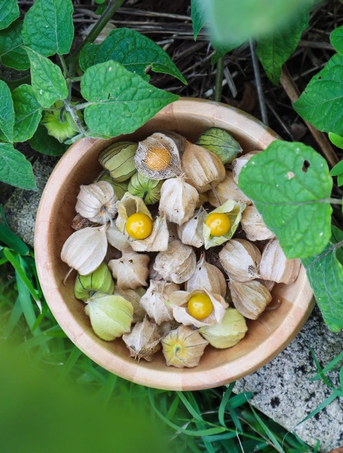 fast-growing fruit trees