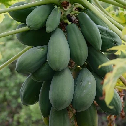 papaya plant