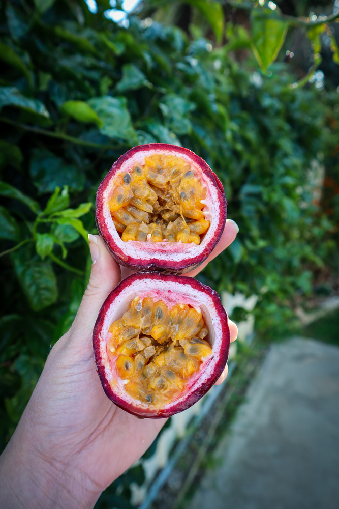 passionfruit