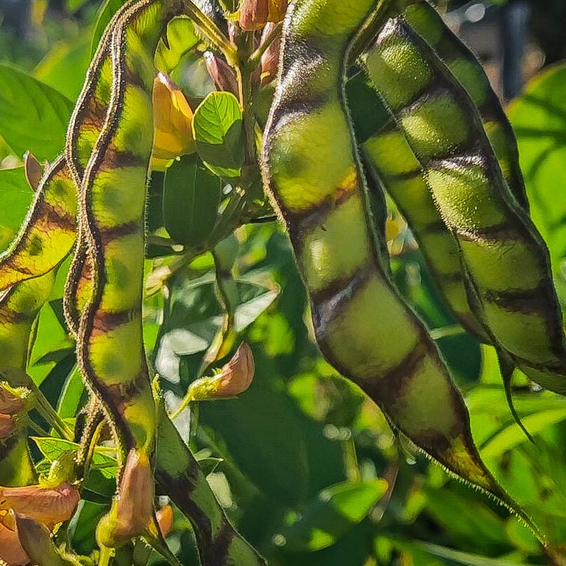 homegrown food security