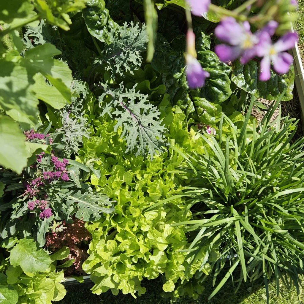 lettuce Vegetables to Plant in Autumn