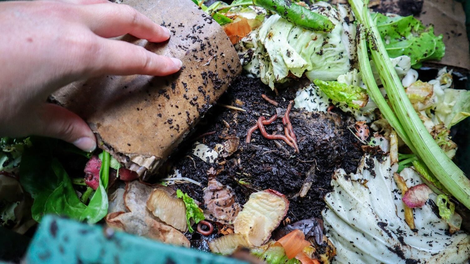 backyard worm farm