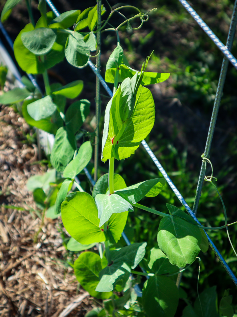 diy trellis for peas