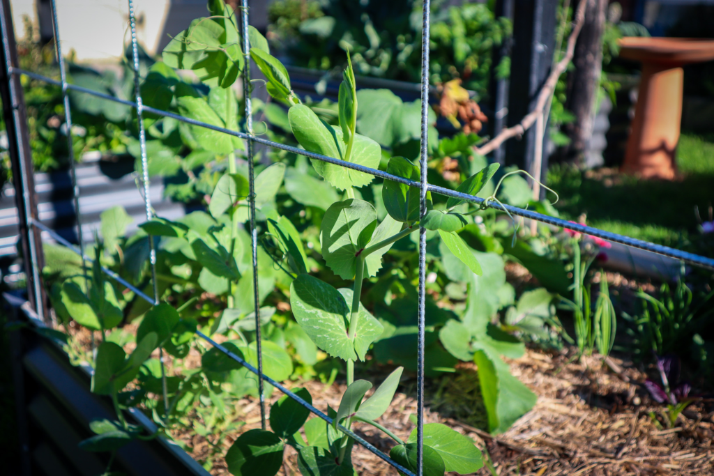 garden trellis in raised beds