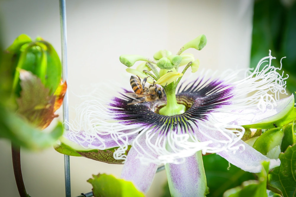 passionfruit flowers but no fruit