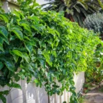 passionfruit flowers but no fruit