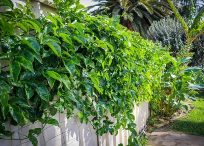Why Your Passionfruit Flowers but Doesn’t Fruit (And How to Fix It)