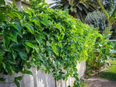 Why Your Passionfruit Flowers but Doesn’t Fruit – And How to Fix It