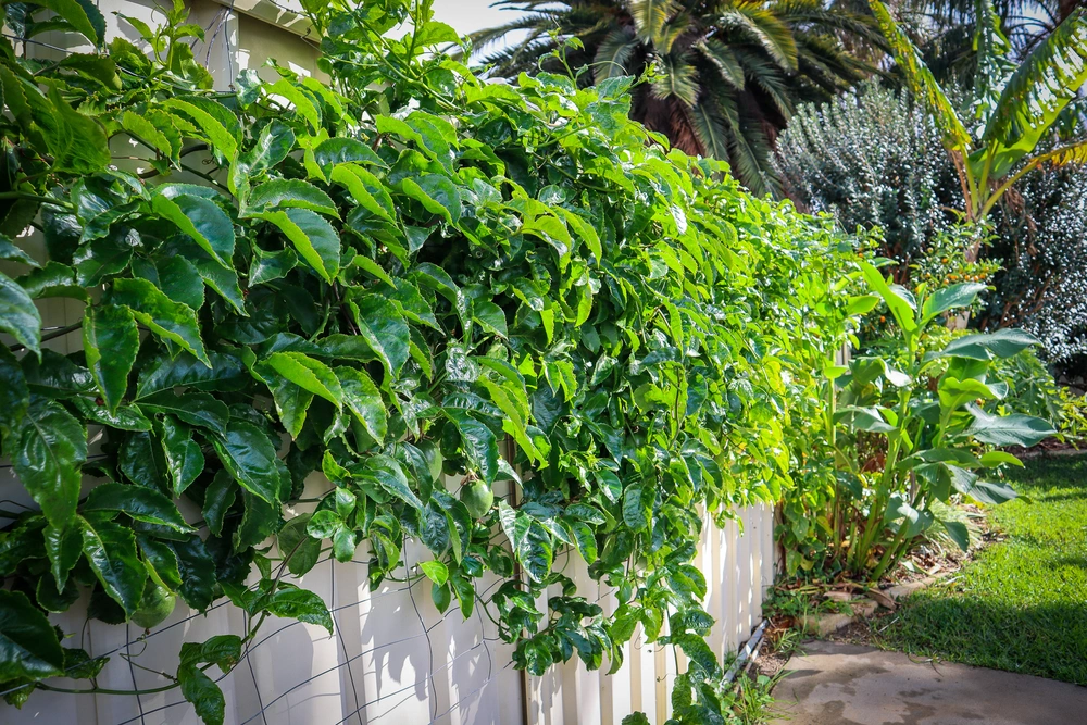 passionfruit flowers but no fruit