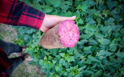 Edible Perennial Plants for a Low-Maintenance Food Forest