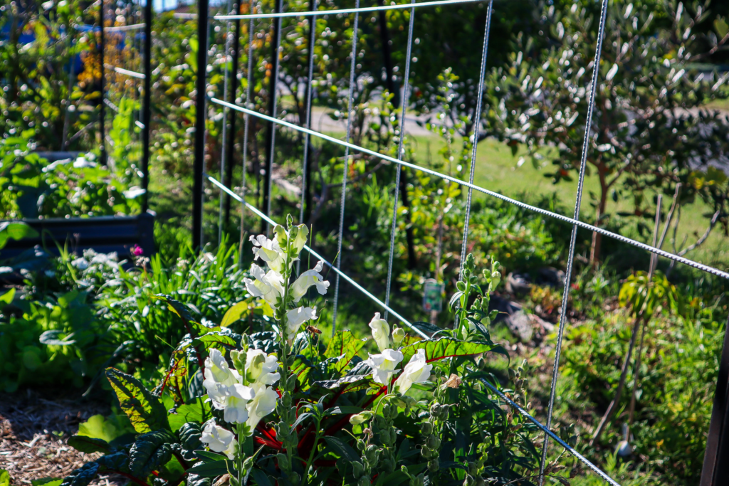 garden trellis