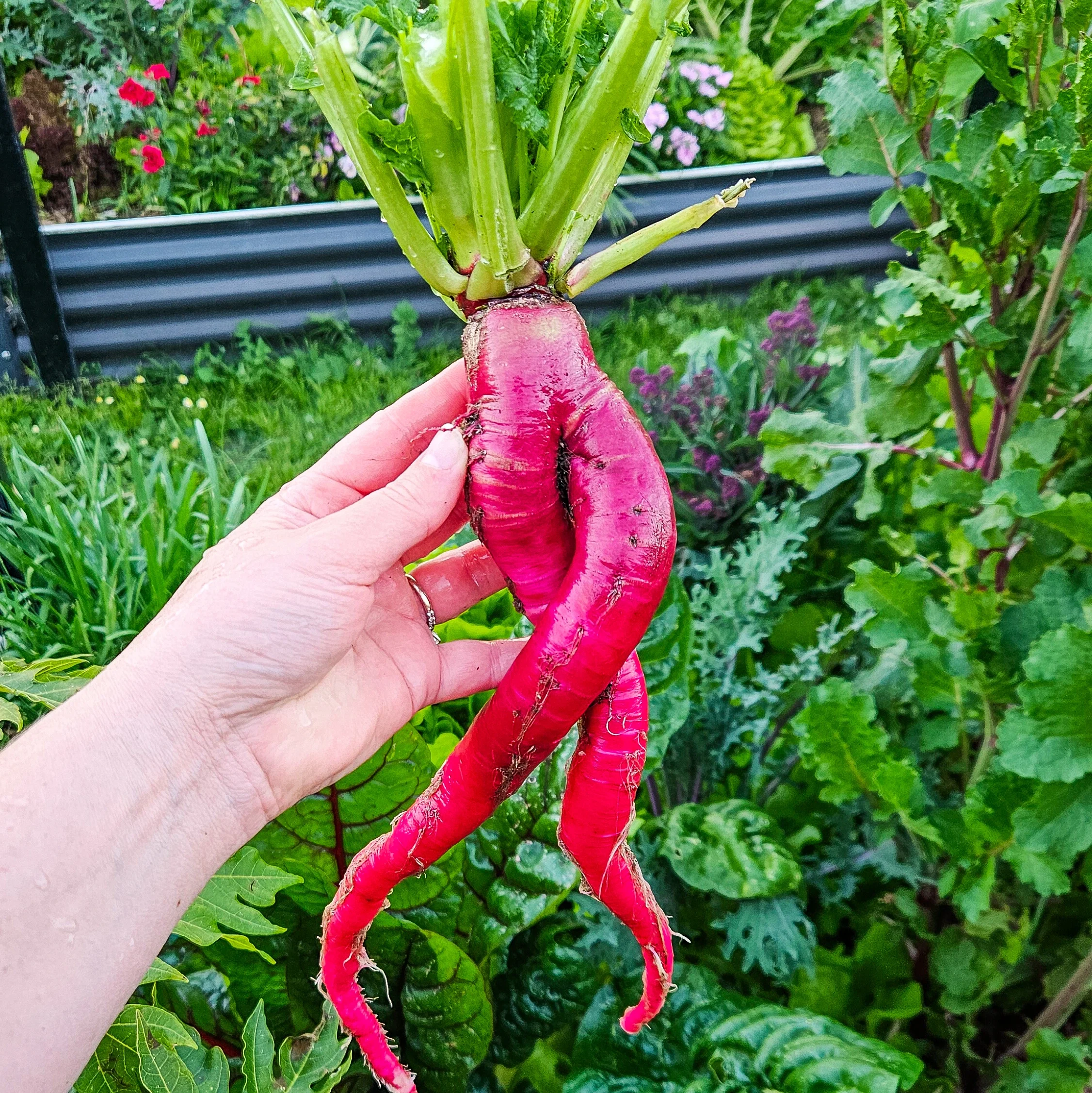 Winter Gardening Guide Perth