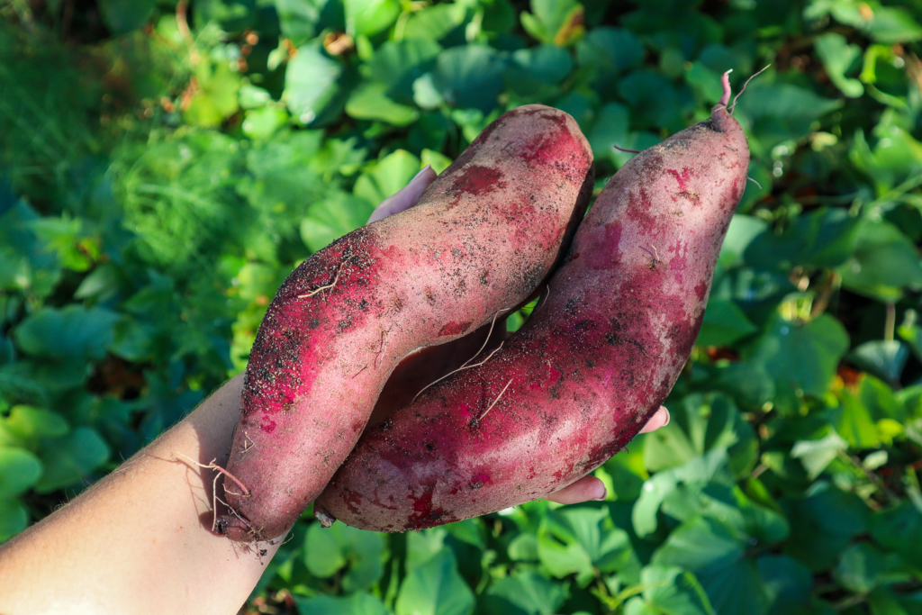 sweet potatoes no tubers